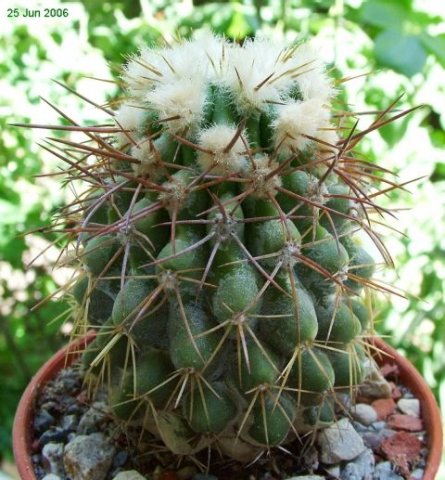 Copiapoa _sp. 'Tigrillo' 05